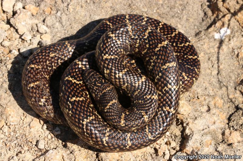 Florida Kingsnake (Lampropeltis getula floridana)