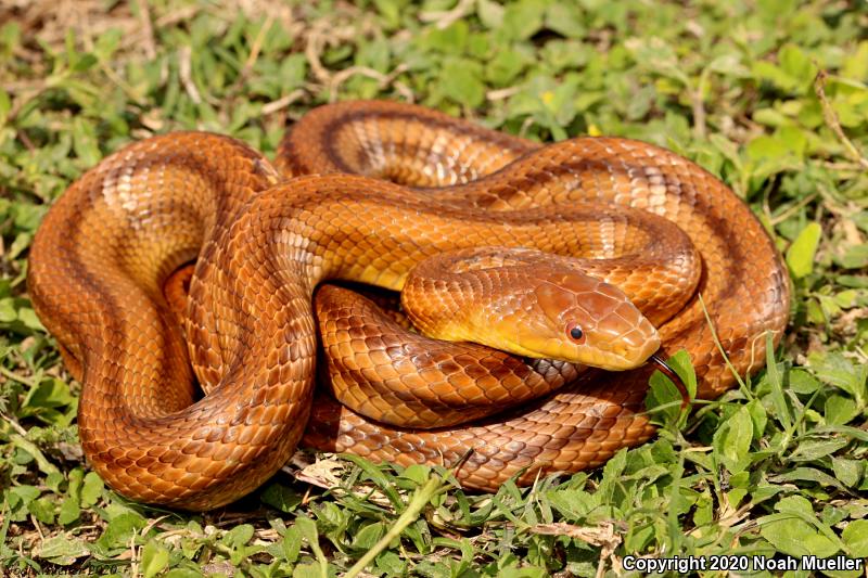 Everglades Ratsnake (Pantherophis obsoletus rossalleni)