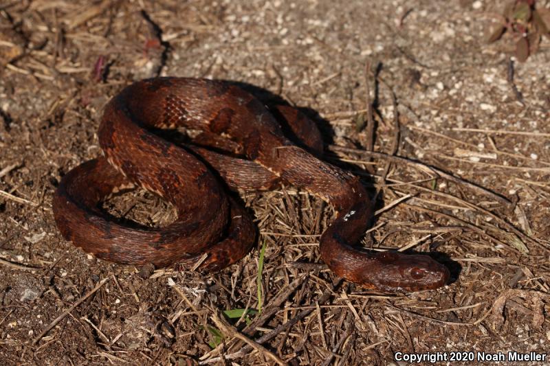 Brown Watersnake (Nerodia taxispilota)