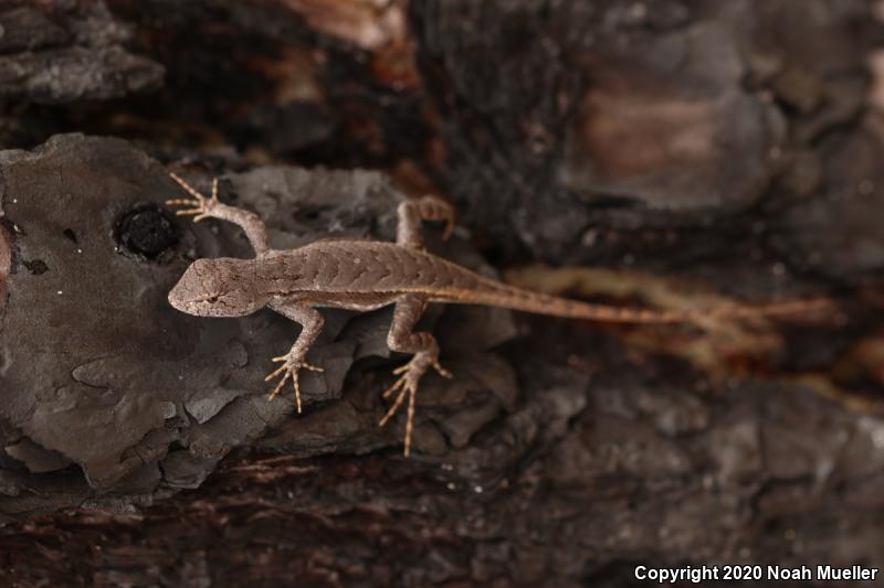 Florida Scrub Lizard (Sceloporus woodi)