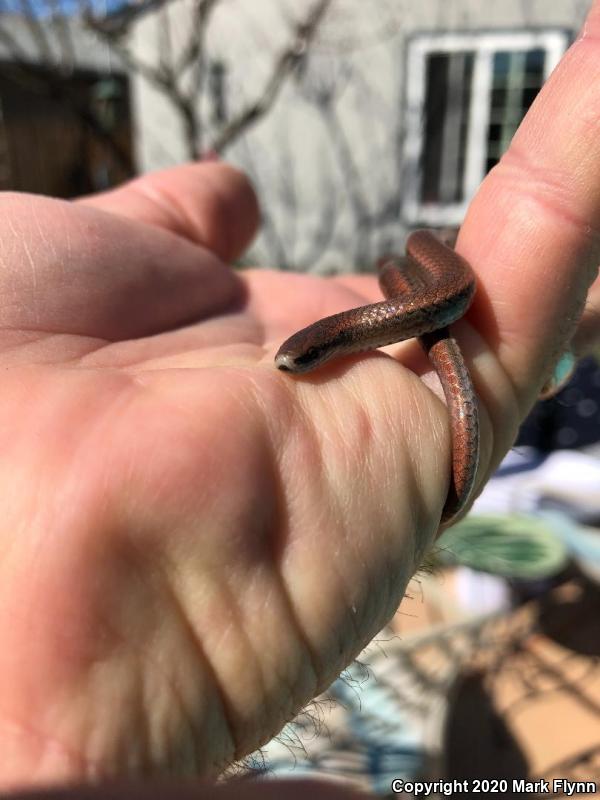 Sharp-tailed Snake (Contia tenuis)