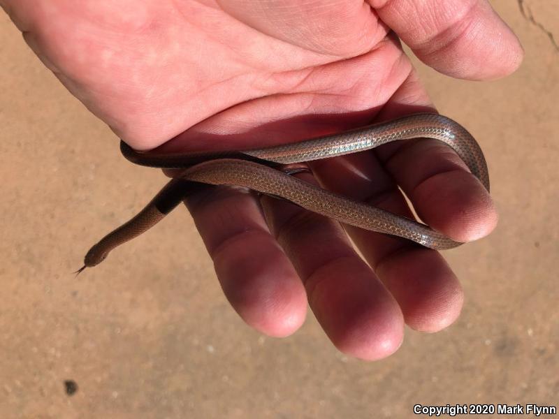 Sharp-tailed Snake (Contia tenuis)