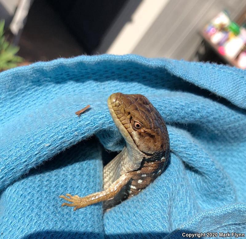 San Francisco Alligator Lizard (Elgaria coerulea coerulea)