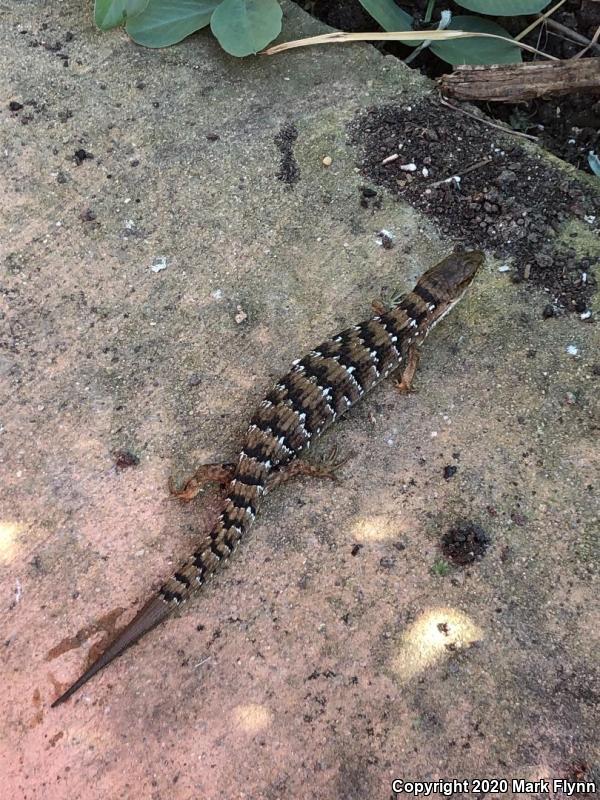 San Francisco Alligator Lizard (Elgaria coerulea coerulea)