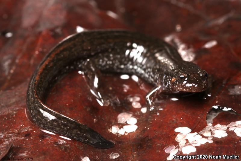 Southern Dusky Salamander (Desmognathus auriculatus)