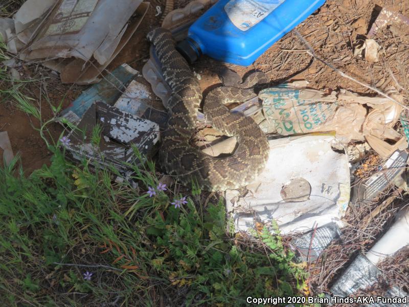 Southern Pacific Rattlesnake (Crotalus oreganus helleri)