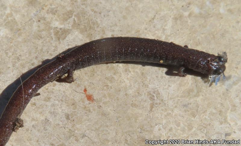 Garden Slender Salamander (Batrachoseps major)