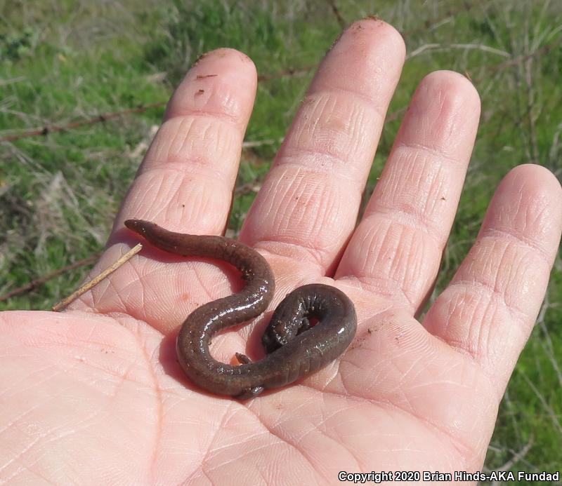 Garden Slender Salamander (Batrachoseps major)