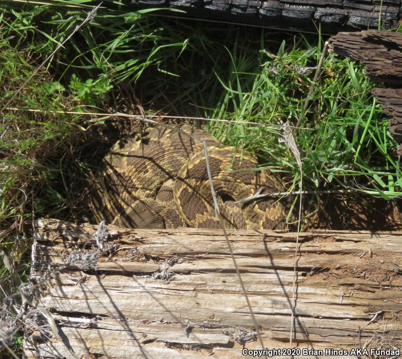 Southern Pacific Rattlesnake (Crotalus oreganus helleri)