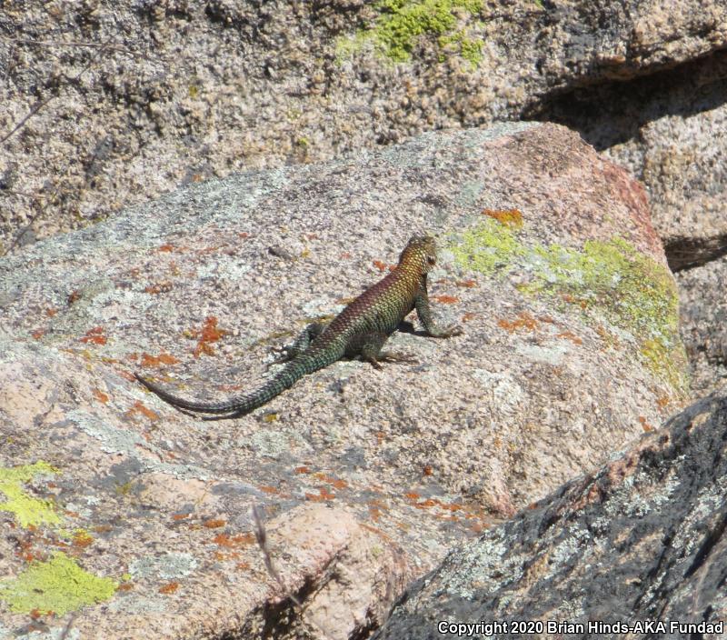 Granite Spiny Lizard (Sceloporus orcutti)