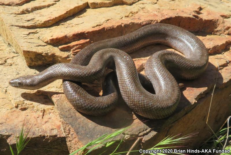 Coastal Rosy Boa (Lichanura trivirgata roseofusca)