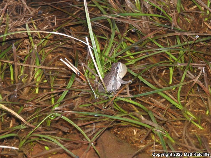 Boreal Chorus Frog (Pseudacris maculata)