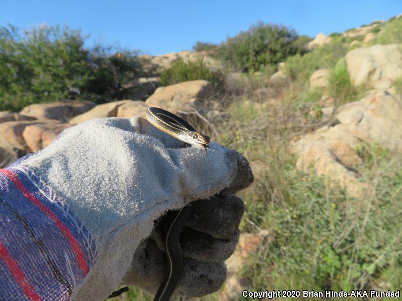 California Striped Racer (Coluber lateralis lateralis)