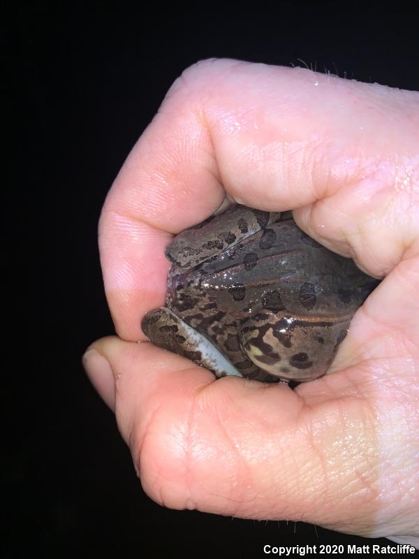 Plains Leopard Frog (Lithobates blairi)