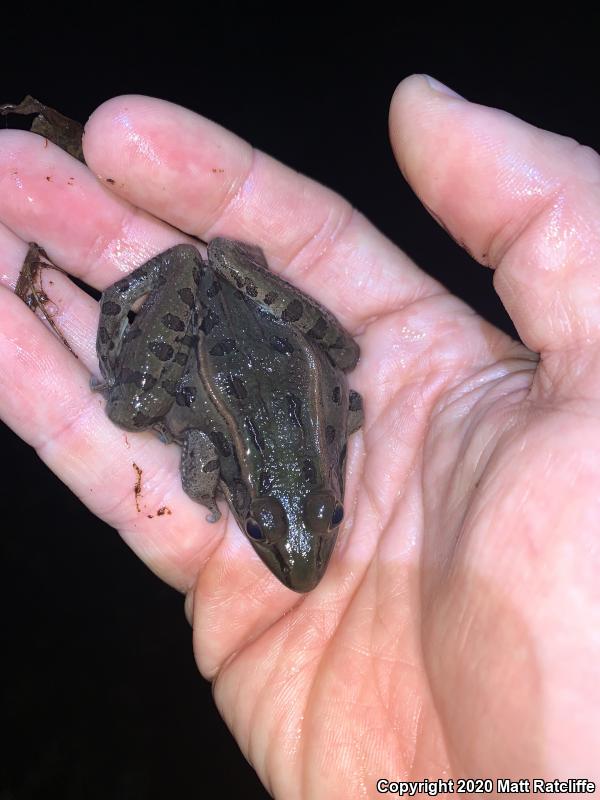 Plains Leopard Frog (Lithobates blairi)