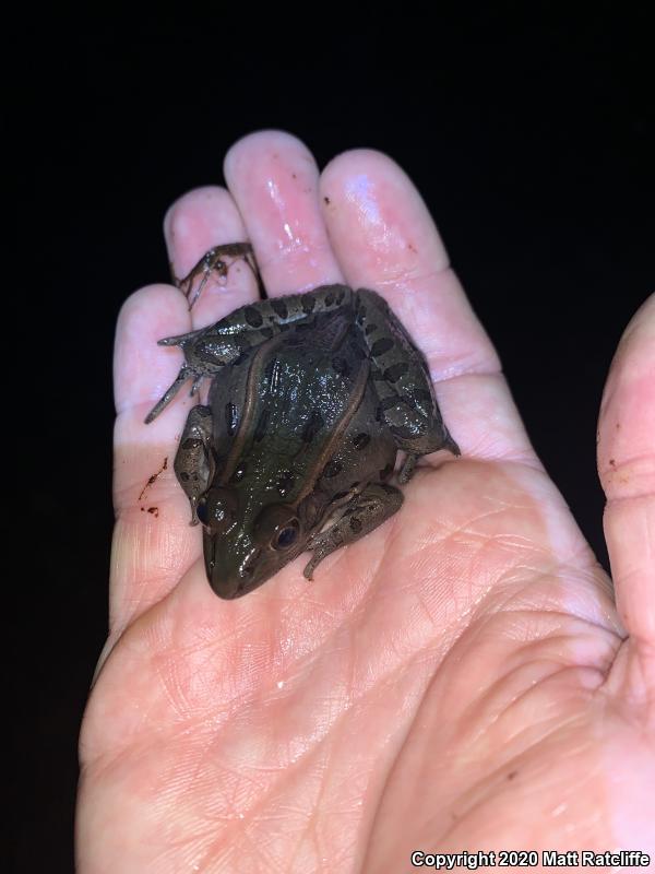 Plains Leopard Frog (Lithobates blairi)