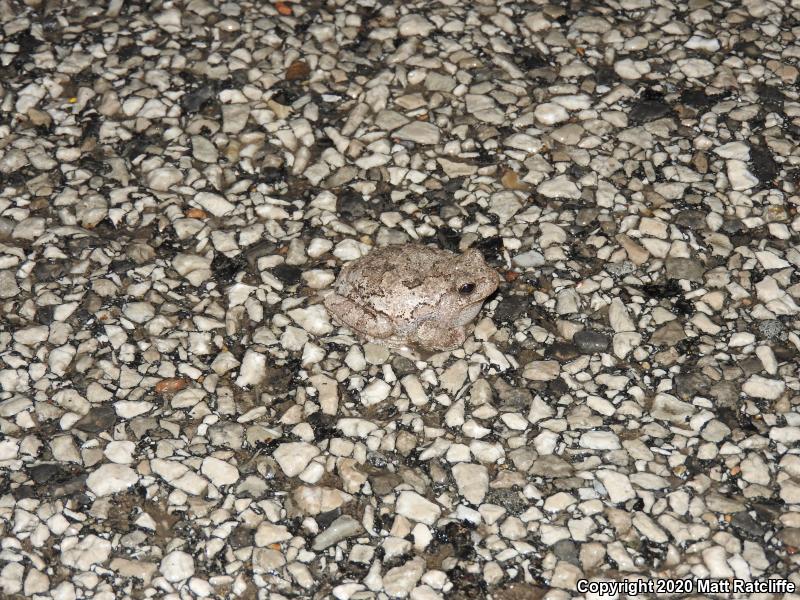 Holarctic Treefrogs (Hyla)