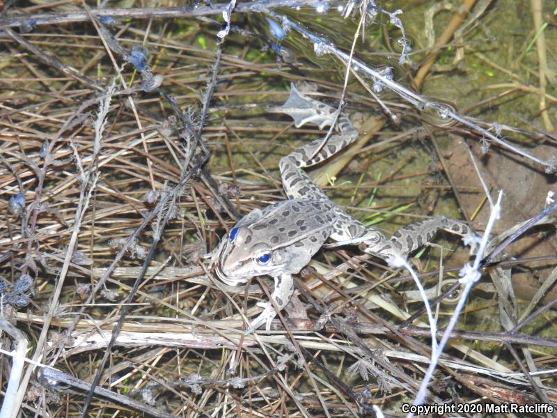 Southern Leopard Frog (Lithobates sphenocephalus utricularius)