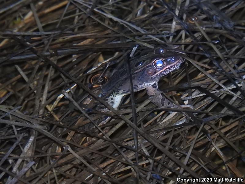 Southern Leopard Frog (Lithobates sphenocephalus utricularius)