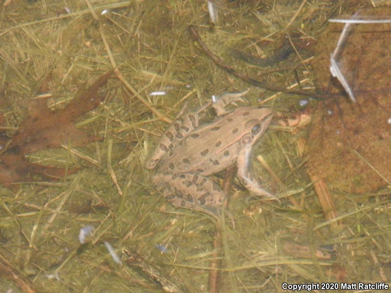 Southern Leopard Frog (Lithobates sphenocephalus utricularius)