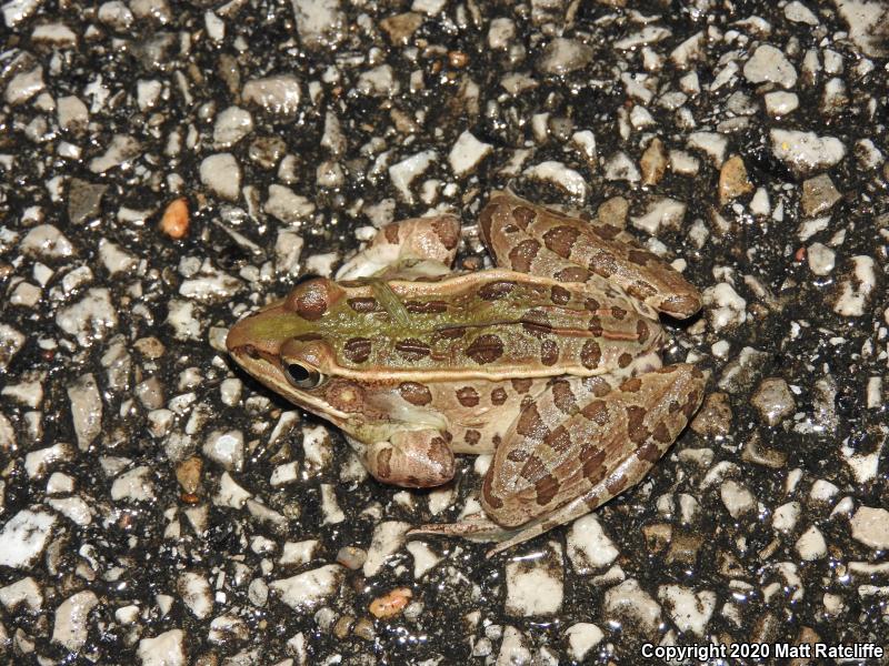 Southern Leopard Frog (Lithobates sphenocephalus utricularius)