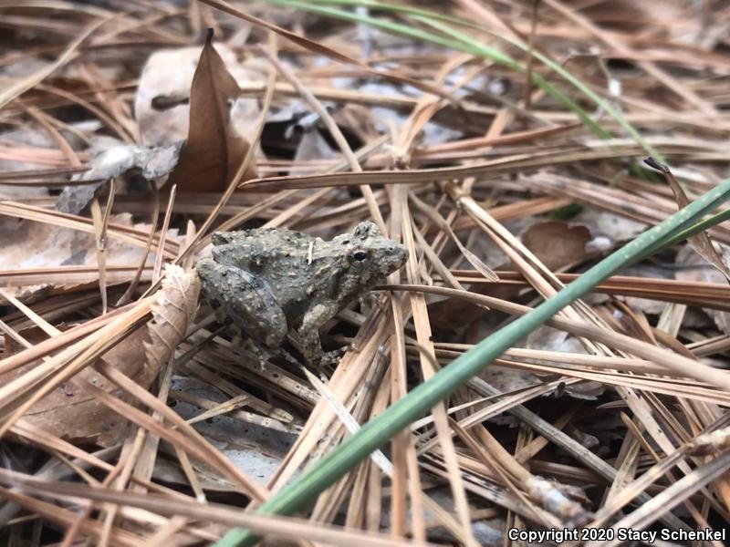 Northern Cricket Frog (Acris crepitans)