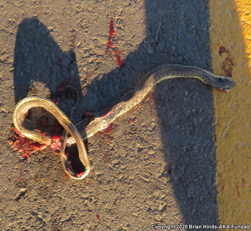 Two-striped Gartersnake (Thamnophis hammondii)