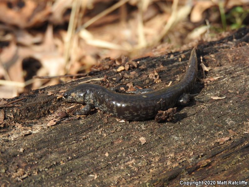 Small-mouthed Salamander (Ambystoma texanum)