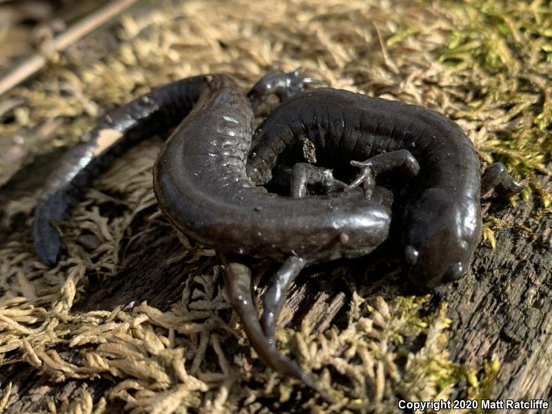 Small-mouthed Salamander (Ambystoma texanum)