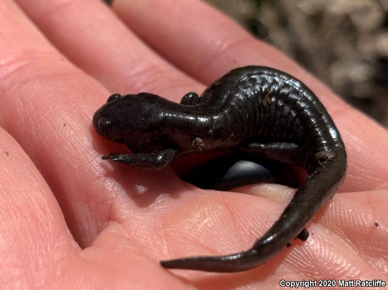 Small-mouthed Salamander (Ambystoma texanum)