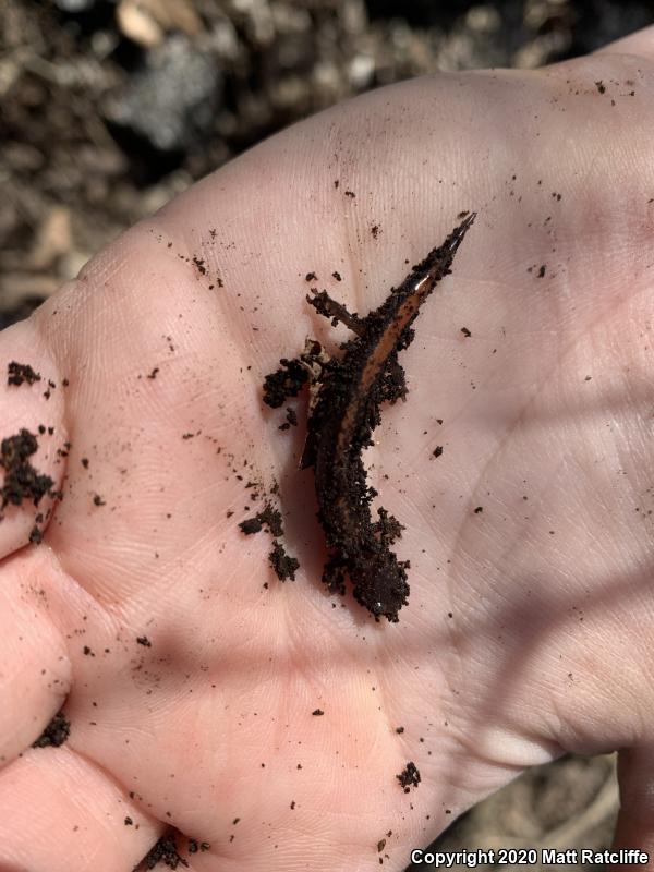 Southern Red-backed Salamander (Plethodon serratus)