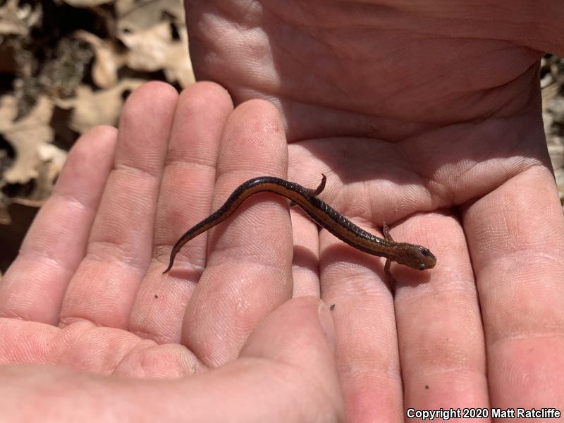 Southern Red-backed Salamander (Plethodon serratus)