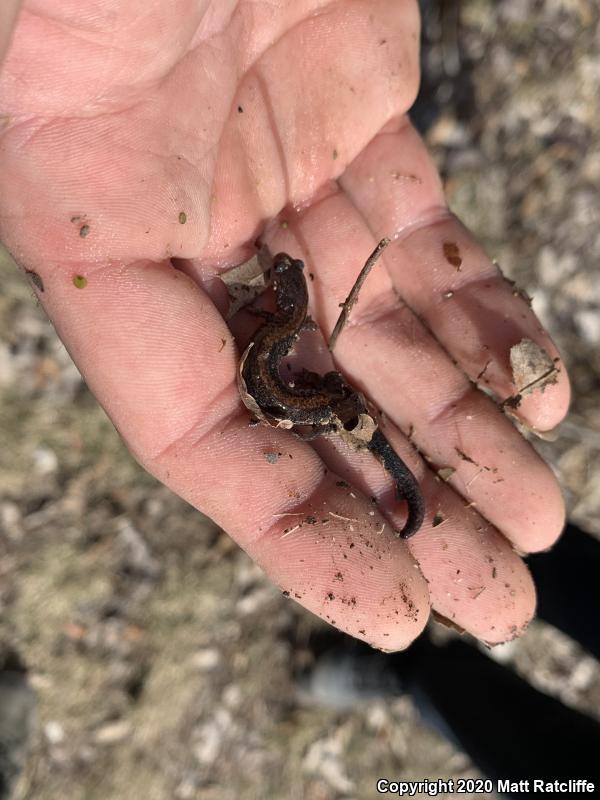 Southern Red-backed Salamander (Plethodon serratus)