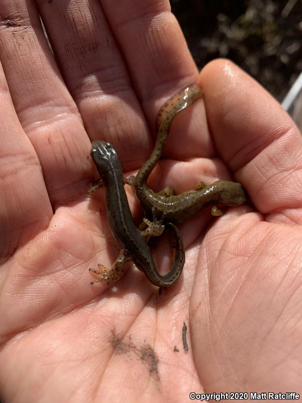 Central Newt (Notophthalmus viridescens louisianensis)