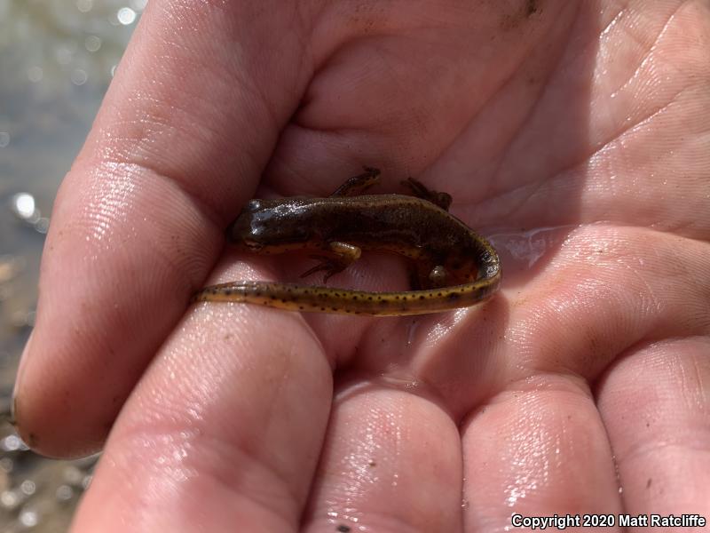 Central Newt (Notophthalmus viridescens louisianensis)