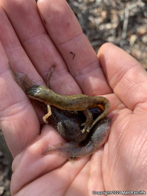 Green Frog (Lithobates clamitans)