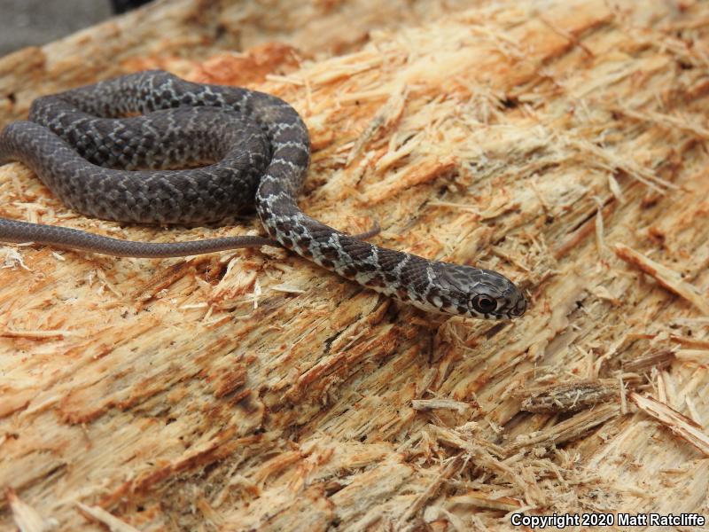 Eastern Yellow-bellied Racer (Coluber constrictor flaviventris)