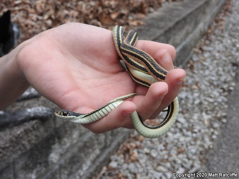 Orange-striped Ribbonsnake (Thamnophis proximus proximus)