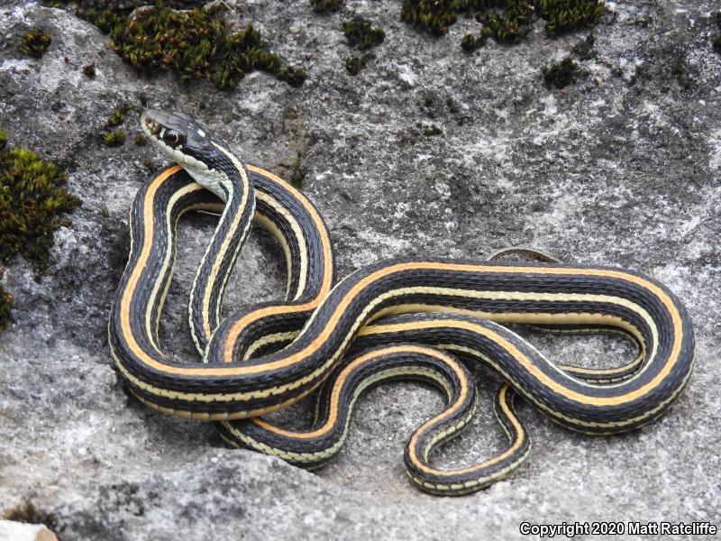 Orange-striped Ribbonsnake (Thamnophis proximus proximus)