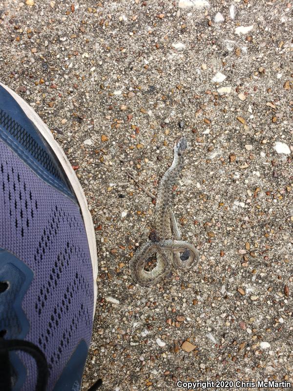 Texas Brownsnake (Storeria dekayi texana)