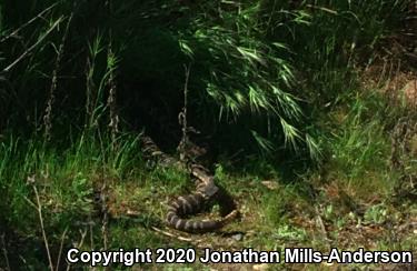 Southern Pacific Rattlesnake (Crotalus oreganus helleri)