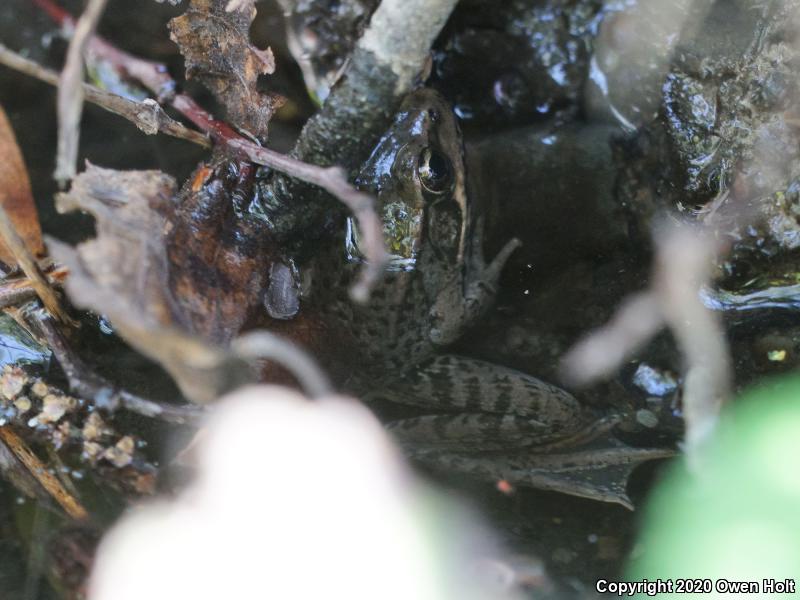 California Red-legged Frog (Rana draytonii)