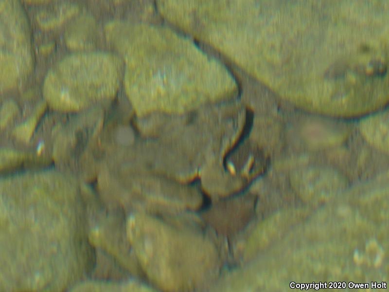 Foothill Yellow-legged Frog (Rana boylii)