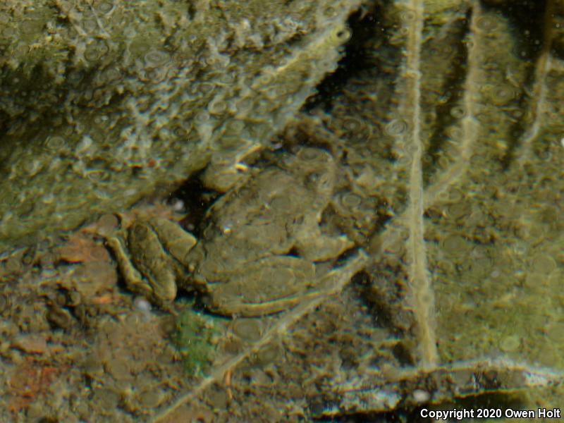 Foothill Yellow-legged Frog (Rana boylii)