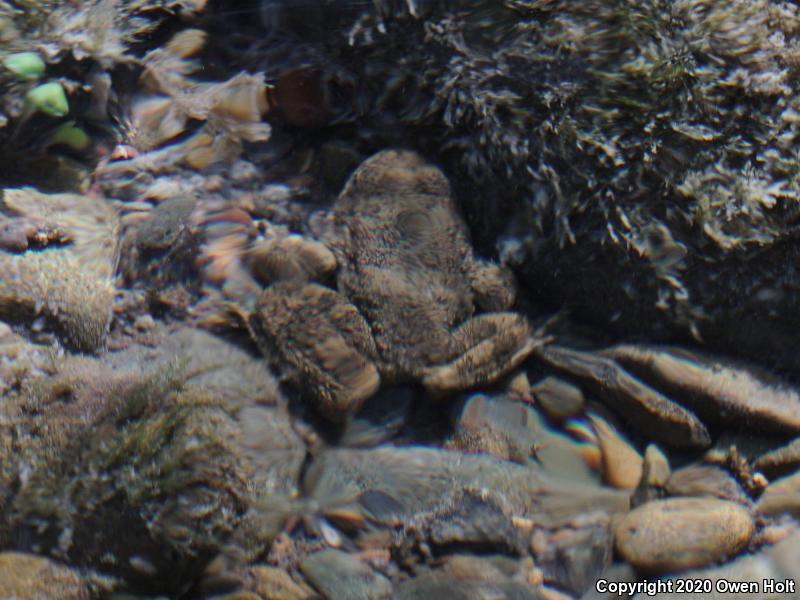 Foothill Yellow-legged Frog (Rana boylii)