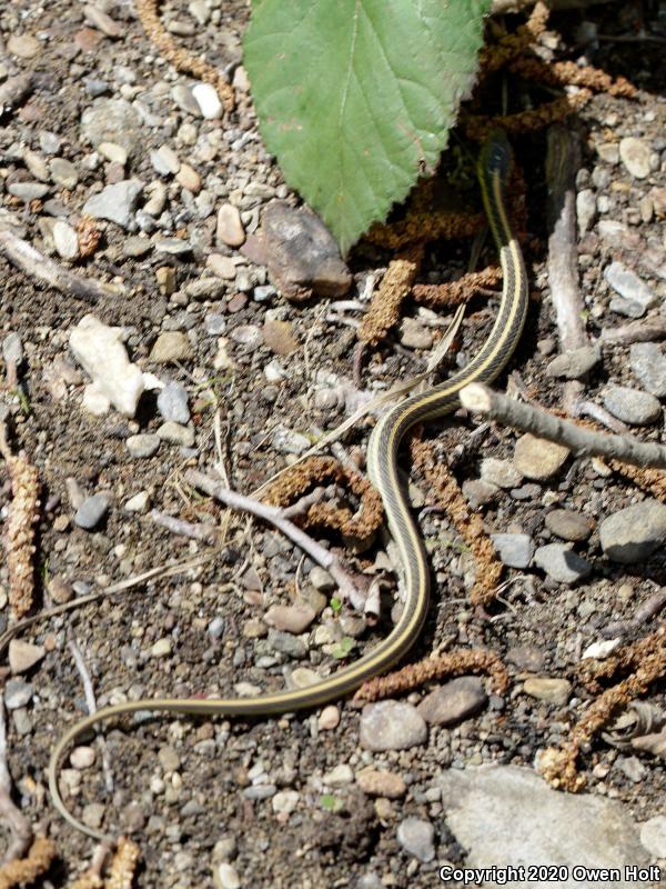 Diablo Gartersnake (Thamnophis atratus zaxanthus)