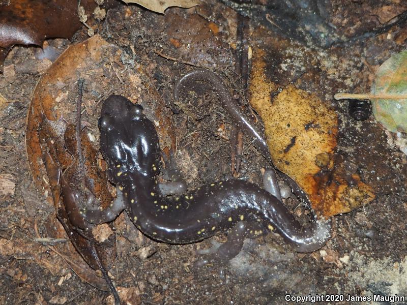 Arboreal Salamander (Aneides lugubris)