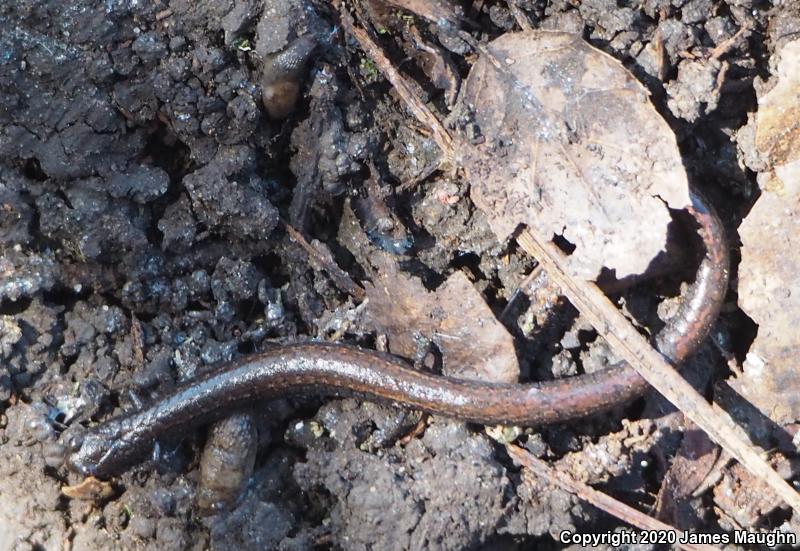 California Slender Salamander (Batrachoseps attenuatus)