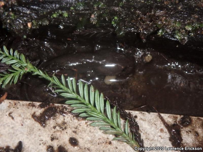 California Giant Salamander (Dicamptodon ensatus)