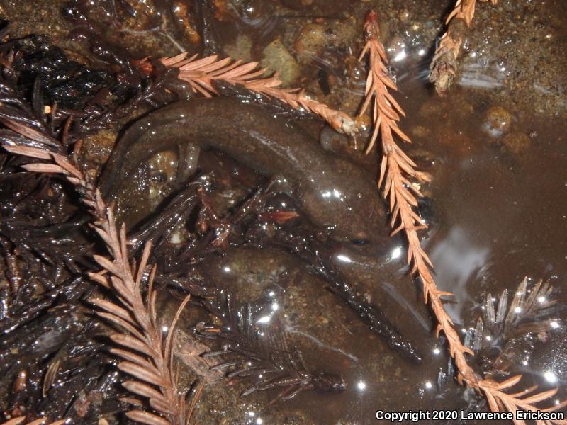 California Giant Salamander (Dicamptodon ensatus)